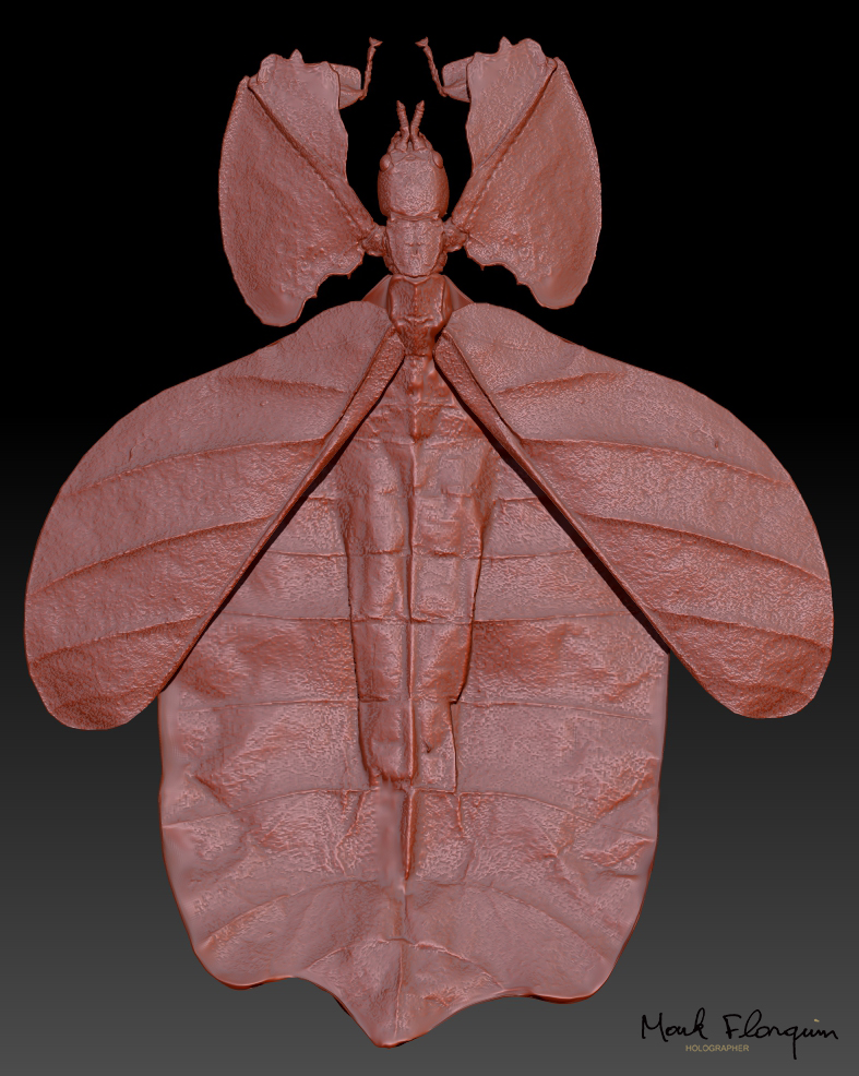 Walking_Leaf_Zbrush_Photogrammetry_Sculpt_Red_Clay_Mark_Florquin_55